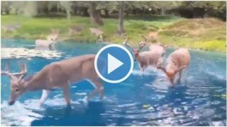 Deer Herd Drink Water From Beautiful Lake in Switzerland, Viral Video Mesmerizes Netizens. Watch